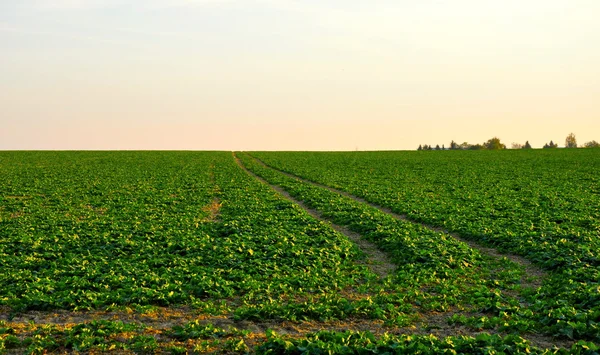 Field — Stock Photo, Image