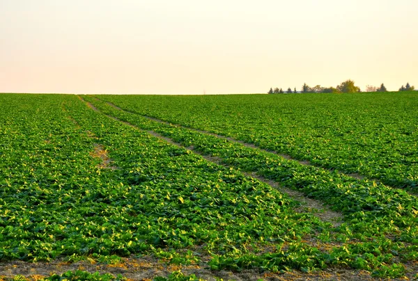 Field — Stock Photo, Image