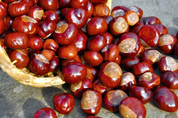 Conkers — Stock Photo, Image