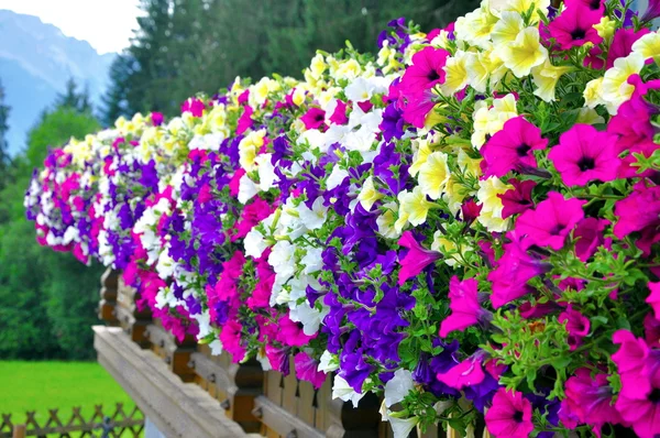 Pétunia dans les Alpes Photo De Stock