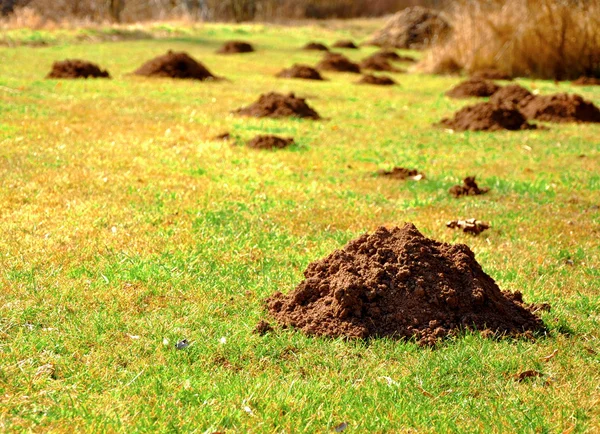 Molehills — Stock Photo, Image