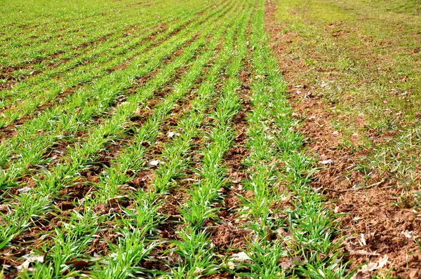 Plant in the field — Stock Photo, Image