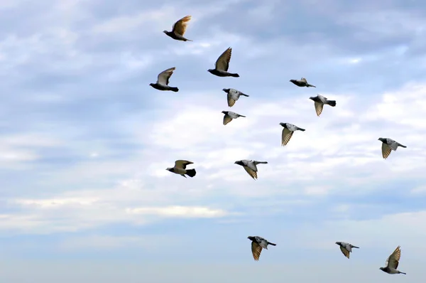 Uçan güvercinler — Stok fotoğraf