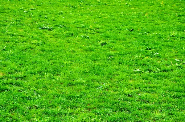 Gras — Stockfoto