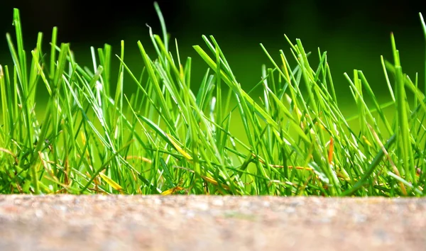 Grass — Stock Photo, Image