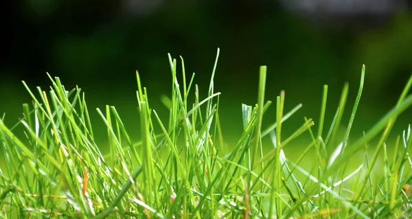 Grass — Stock Photo, Image