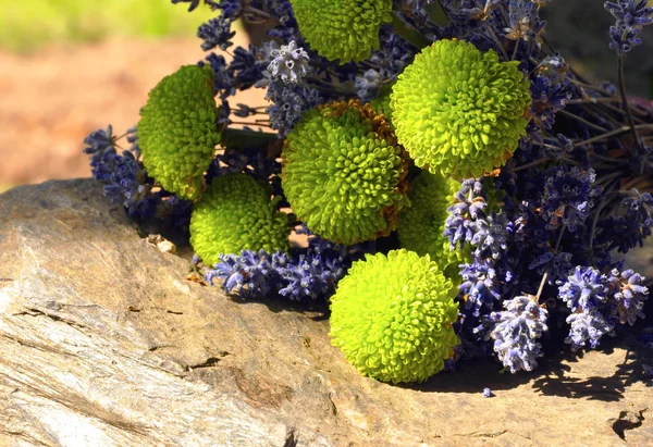 Lavendel — Stockfoto