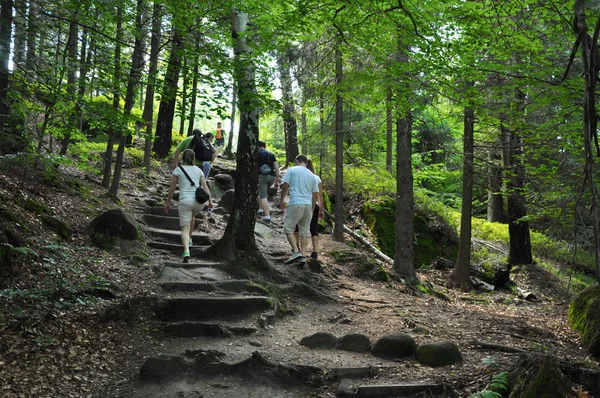 Waldweg — Stockfoto