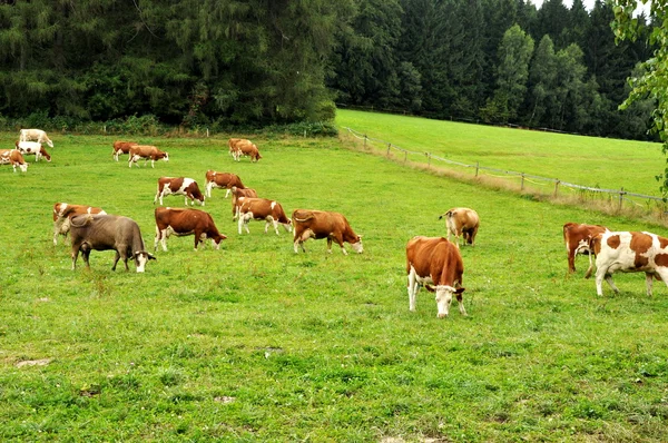 Vacas comedoras — Fotografia de Stock