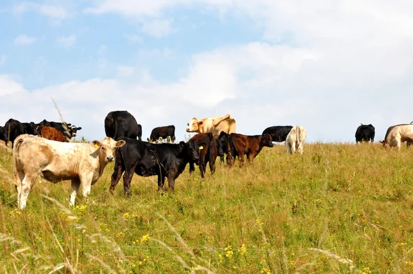 Vacas comedoras — Fotografia de Stock