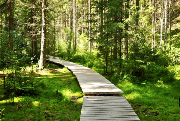 Caminho florestal — Fotografia de Stock