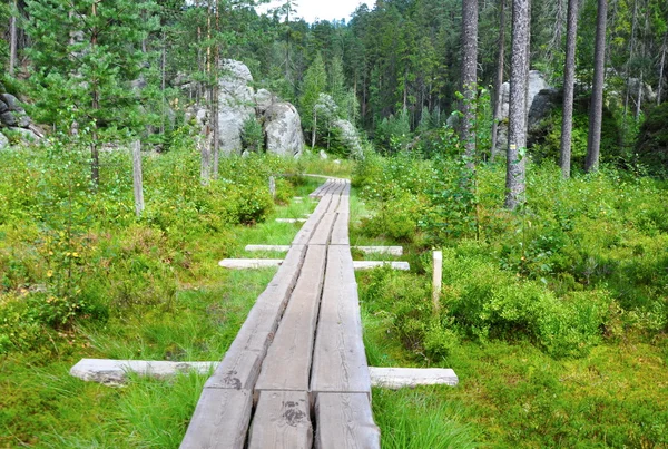 Skogsstigen — Stockfoto