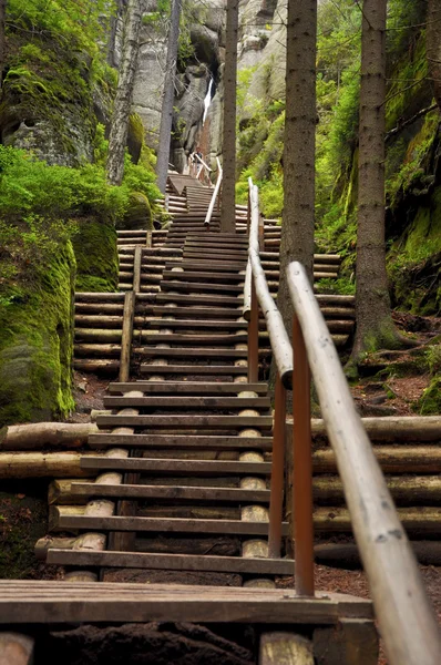 Caminho florestal — Fotografia de Stock