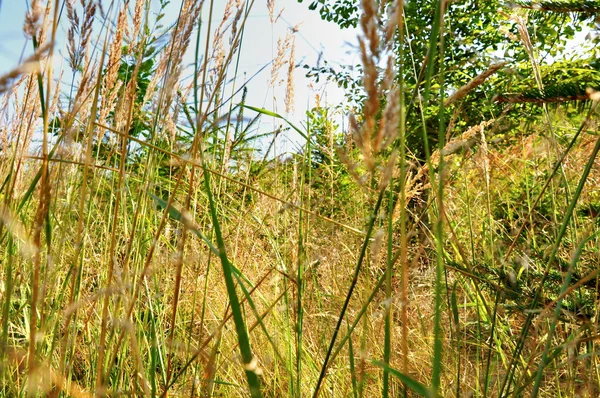 Hidden in grass — Stock Photo, Image