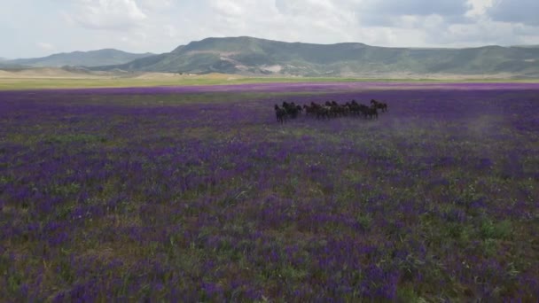Luchtopname Van Renpaarden Een Bloeiend Veld Filmvlucht Voor Paarden — Stockvideo