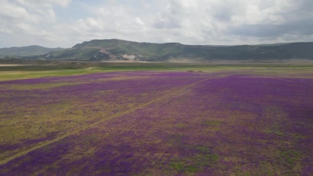 Çiçekli Lavanta Tarlası Hava Manzaralı Drone Videosu — Stok video