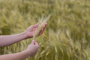 Kadınların elinde çavdar viskisi. Buğday hasadı.
