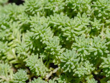 Yeşil çimen çalıları. Yakın plan. Makro.