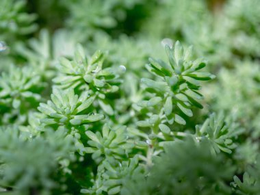 Çimen damlaları olan yeşil bir bitki. Makrofotoğrafçılık.