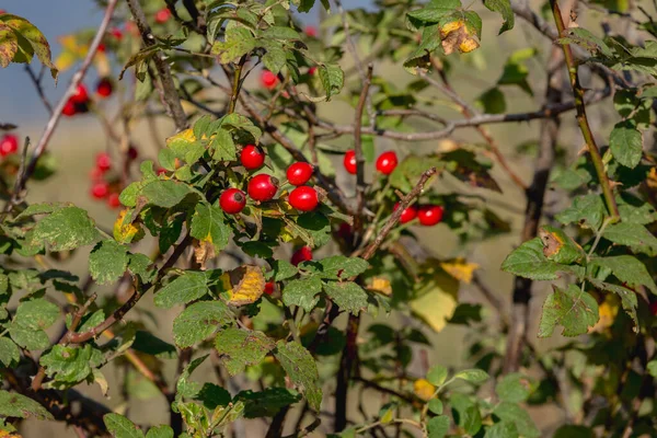 Ripe Red Rosehip Berries Growing Bush — 图库照片