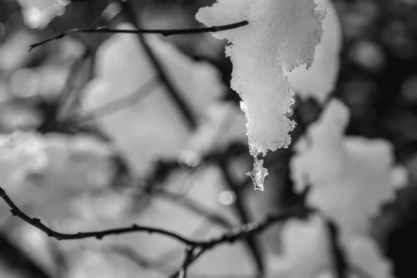 Кусок Льда Ветках Черно Белое Фото — стоковое фото