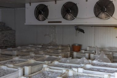 Kutularda paketlenmiş balıklar buzdolabında saklanır..