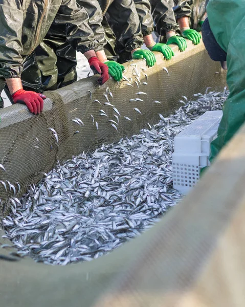 Pêche Sprat Caspien Sur Filet Partir Bateau — Photo