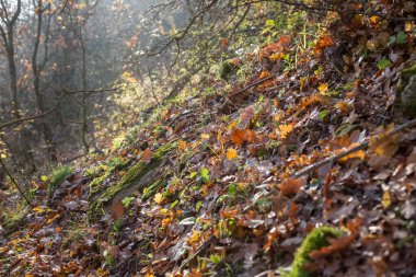 Sonbahar ormanında düşen yapraklar.