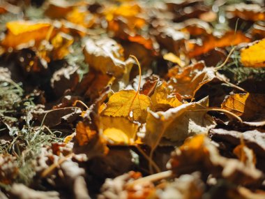 Sonbahar ormanında yerde kuru yapraklar. Sonbahar. Seçici odak.