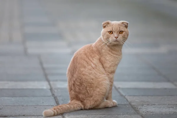 Χαριτωμένο Κόκκινο Άστεγος Γάτα Κάθεται Στο Πεζοδρόμιο — Φωτογραφία Αρχείου