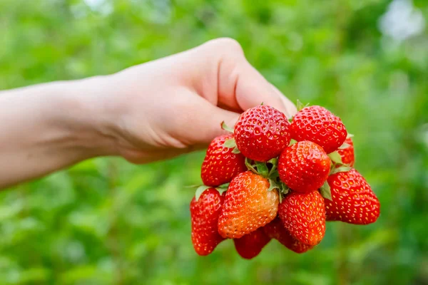 Eine Handvoll Reife Frische Erdbeeren Der Hand Einer Frau Stockbild