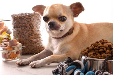 Köpeği ve chihuahua 'yı beslemek için çeşitli kuru yiyeceklerle donatılmış bir arka plan. Ön manzara. Yatay bileşim.