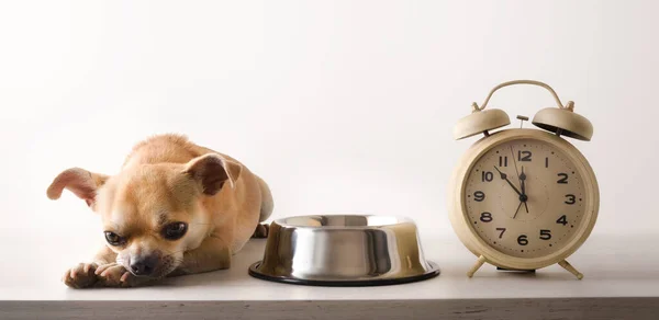 Chihuahua Waiting Bored Mealtime Next His Bowl Alarm Clock Front — Stock Photo, Image