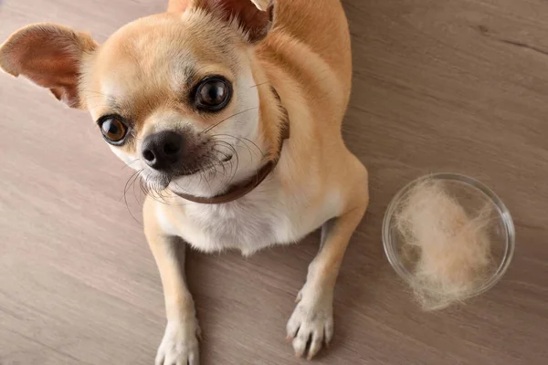 Hairless dog with chihuahua looking and glass bowl full of hair on wooden floor. Top view. Horizontal view.