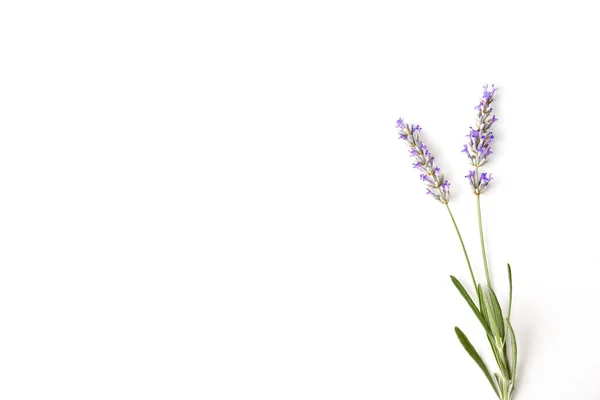 Background Two Spikes Blooming Lavender Isolated White Table Top View — Stock Photo, Image