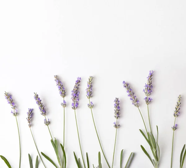 Floral Background Blooming Lavender Spikes White Table Top View Horizontal — Stock Photo, Image