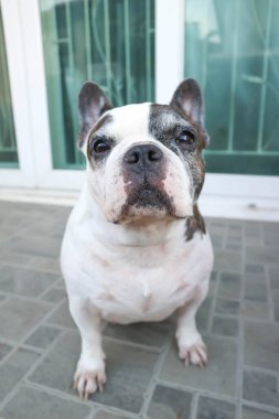 Fransız bulldog, habersiz Fransız bulldog yerde.