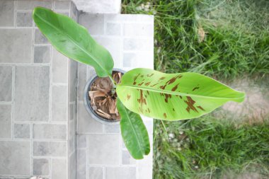 Musa acuminata, MUSAACEAE or Musa balbisiana or banana tree or banana plant clipart
