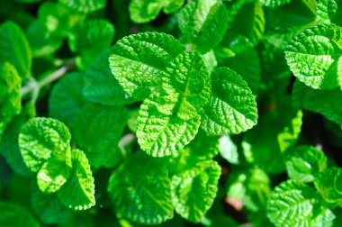 Pilea nummulariifolia, Creeping Charlie veya URTICEAE bitkisi