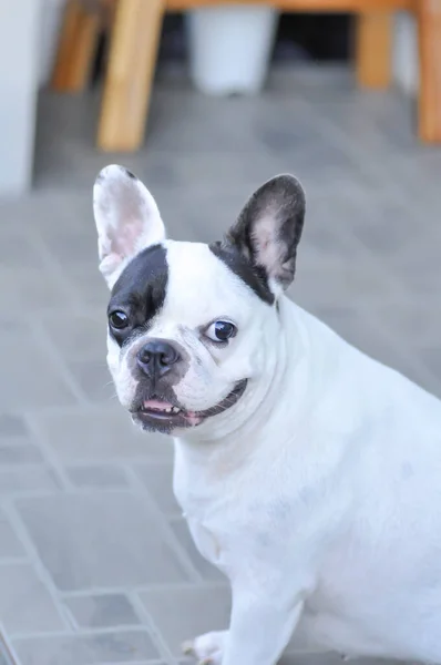 Hond Franse Bulldog Franse Bulldog Vloer — Stockfoto