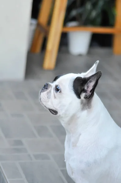 Hund Eller Fransk Bulldog Omedveten Fransk Bulldogg Golvet — Stockfoto