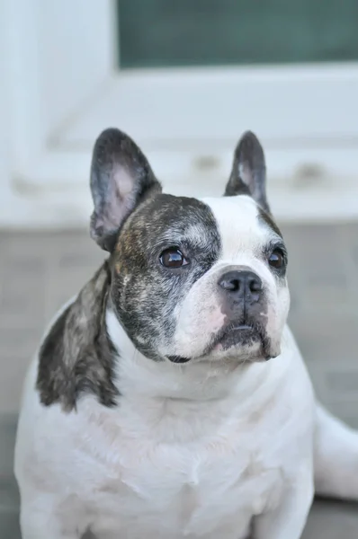 Hond Franse Bulldog Franse Bulldog Vloer — Stockfoto