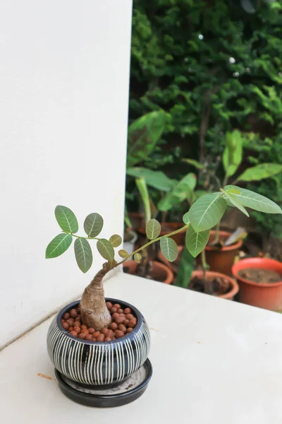 Phyllanthus Mirabilis Phyllanthaceae Plant Flowerpot — 스톡 사진
