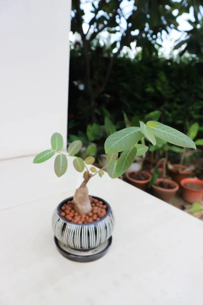 Phyllanthus Mirabilis Phyllanthaceae Tanaman Dalam Pot Bunga — Stok Foto