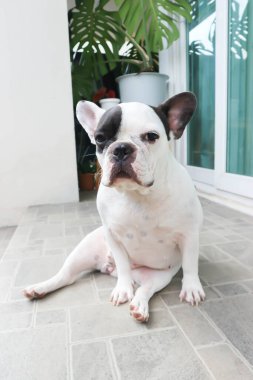 Fransız bulldog, evde Fransız bulldog 'u ya da evde köpek yok.