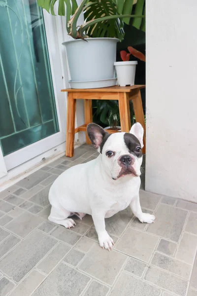 Bulldog Francese Ignaro Bulldog Francese Casa Cane Casa — Foto Stock