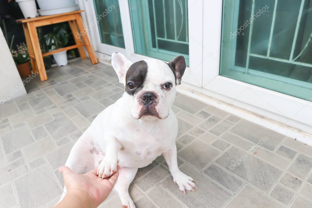 French bulldog or tame dog ,hand up dog at home