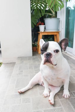 Fransız bulldog, evde Fransız bulldog 'u ya da evde köpek yok.