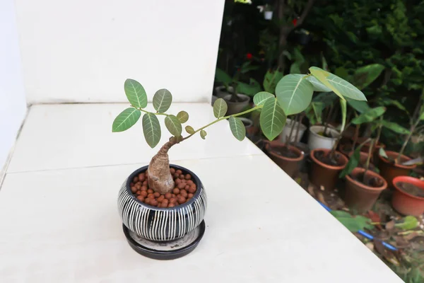 Phyllanthus Mirabilis Roślina Phyllanthaceae Doniczce — Zdjęcie stockowe