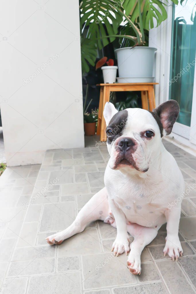 french bulldog, unaware French bulldog at home or dog at home